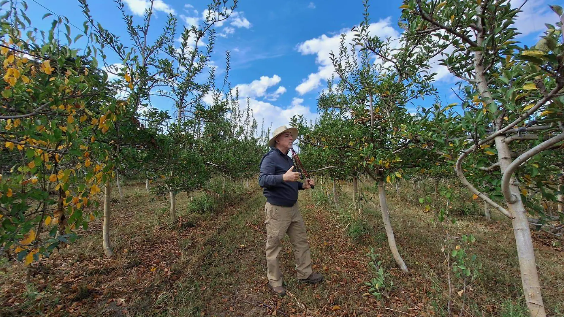 Fruticultores realizan labores de poda en el cultivo del manzano